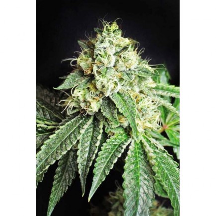 Jesus Og
